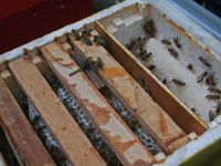 Ein Brutkasten für Jungbienen